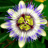 Passion Flower Plant Lore in Catholic Theology Apk