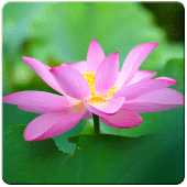 Lotus HD Wallpapers Apk