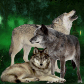 Wolves Attack in Jungle Apk