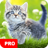 Cat Wallpapers PRO Apk