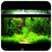 Aquarium Aquascape Design Apk