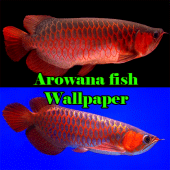 Arowana Fish Wallpaper Apk