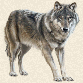 Animal sounds Apk