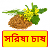 সরিষা চাষের সঠিক পদ্ধতি ~ Mustard Cultivation Apk