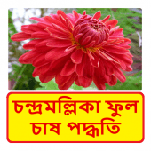 চন্দ্রমল্লিকা ফুল চাষের পদ্ধতি ~ Chrysanthemum Apk