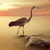 Herons Wallpaper Apk