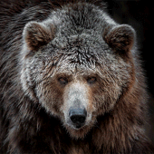 Bear Wallpapers Apk