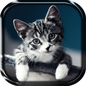 Kitty Live Wallpaper Apk