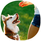 How to Learn Breeds of Dogs Apk