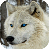 Arctic Wolf. Nature Wallpapers Apk