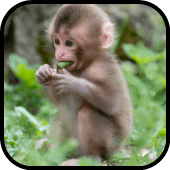 Monkey Wallpaper Apk