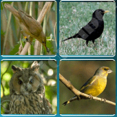 Bird Guide + Quiz Game Apk