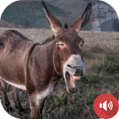 Donkey Sounds Apk