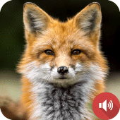 Fox Sounds Apk