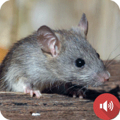 Mouse and Rat Sounds Apk