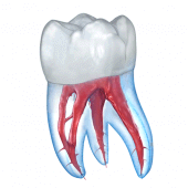 Dental 3D Illustrations Apk