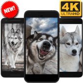 Alaskan Malamute Wallpaper HD 4K Background Apk