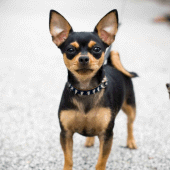 Chihuahua Dogs Wallpapers Apk