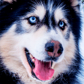 Husky dog Wallpaper HD Themes Apk