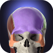 Anatomyka - 3D Anatomy Atlas Apk