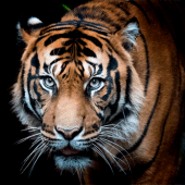 Tiger Wallpapers | Cool tigers Apk