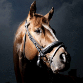 Horse Wallpapers Apk