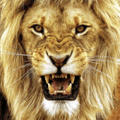 Lion Wallpapers Apk