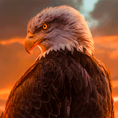 Eagle Wallpapers | HD quality Apk