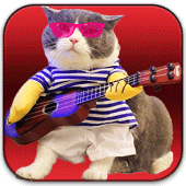 Cat Stickers For WhatSapp Funny Apk