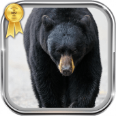 Black Bear Wallpaper Apk