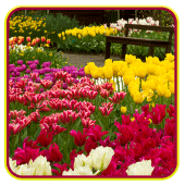 Garden Live Wallpaper Apk