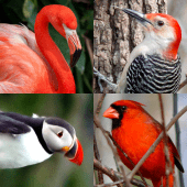 Bird World - Quiz about Famous Birds of the Earth Apk