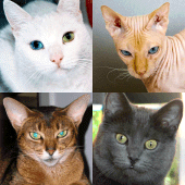 Cats Quiz - Guess Photos of All Popular Cat Breeds Apk