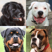 Dogs Quiz - Guess All Breeds! Apk