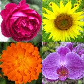 Flowers - Botanical Quiz about Beautiful Plants Apk