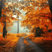 Autumn Wallpaper Apk