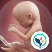 Pregnancy App & Baby Tracker Apk