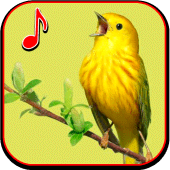 Birds Wallpaper and Song Apk