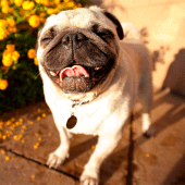 Pug Wallpapers Apk