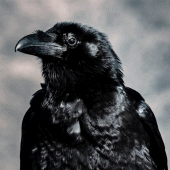 Raven Wallpapers Apk