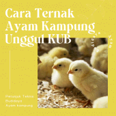 Ternak Ayam Kampung Unggul KUB Apk