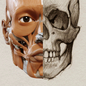 3D Anatomy for the Artist Apk