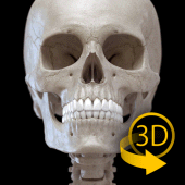 Skeleton | 3D Anatomy Apk