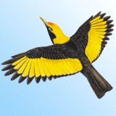 Morcombe's Birds of Australia Apk