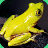 Frogs of Southern Africa Apk