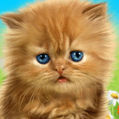 Talking baby cat. Talking game Apk