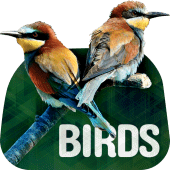 Birds Wallpapers in 4K Apk