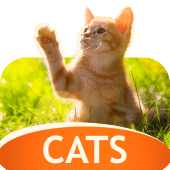 Cats Wallpapers in 4K Apk