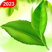 Green Leaf Live Wallpaper HD Apk