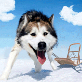 Alaskan Malamute Simulator Apk